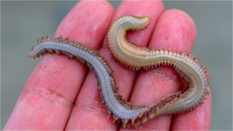 5 ANIMAUX RETROUVÉS dans le CORPS HUMAIN ! #2