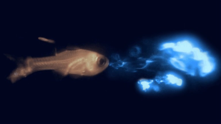 5 ANIMAUX ayant des SUPERS POUVOIRS ! #2