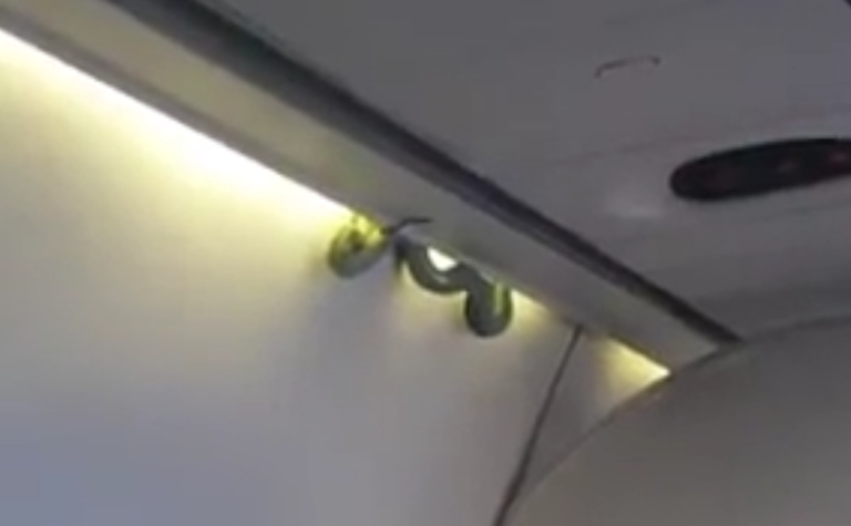 Au Mexique, un serpent s&rsquo;invite dans un avion…