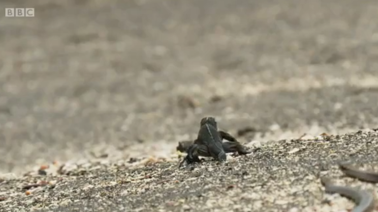 Bébés iguanes contre des serpents affamés