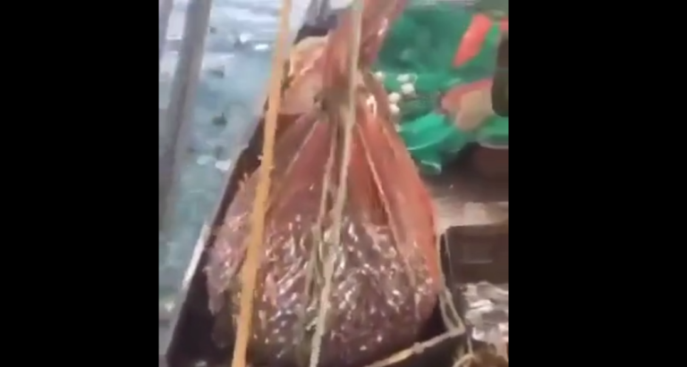 Des pêcheurs ont une grosse surprise en remontant leur filet