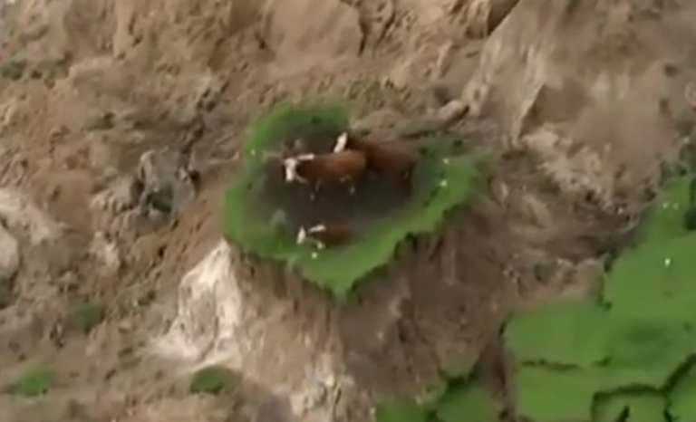 Des vaches coincées sur un îlot de terre après un séisme