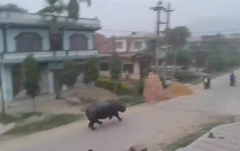 Deux hommes en scooter se font courser en pleine ville par un Rhinocéros