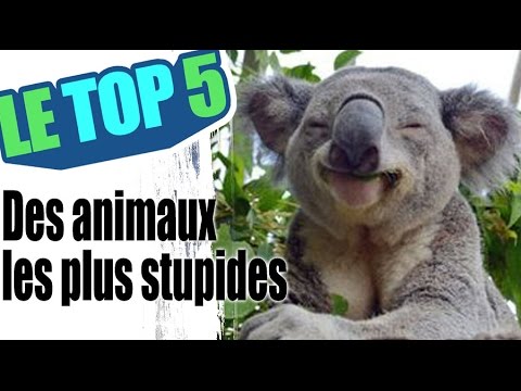 Le Top 5 des animaux les plus stupides