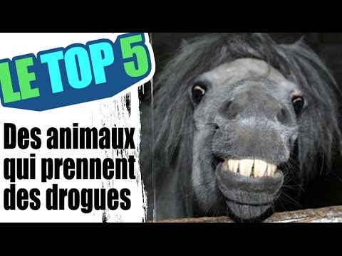 Le top 5 des animaux qui prennent de la drogue