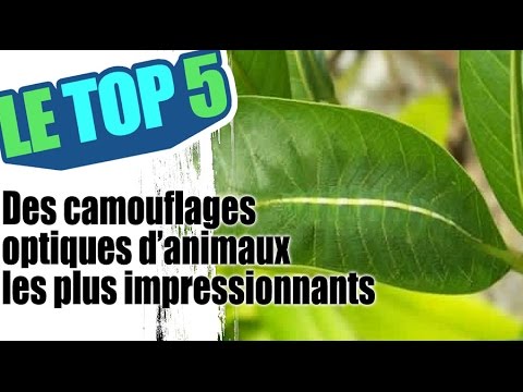 Le top 5 des camouflages optiques d&rsquo;animaux
