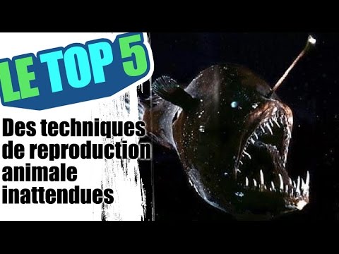 Le top 5 des techniques de reproduction animale inattendues