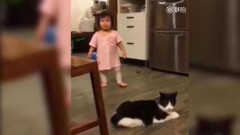 Quand un chat fait un croche-patte