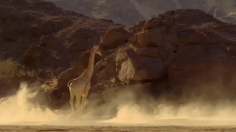 Quand une lionne essaie d&rsquo;arrêter une girafe