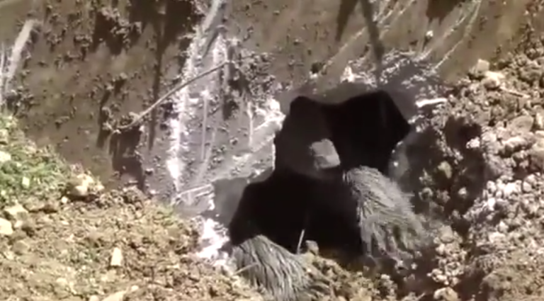 Sauvetage d&rsquo;un ours tombé dans une fosse septique