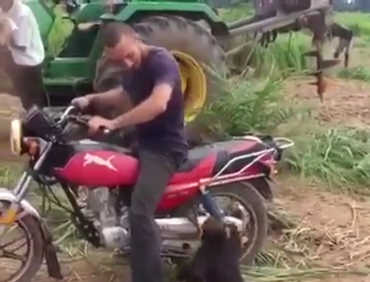 Quand un bébé singe fait un très gros caprice