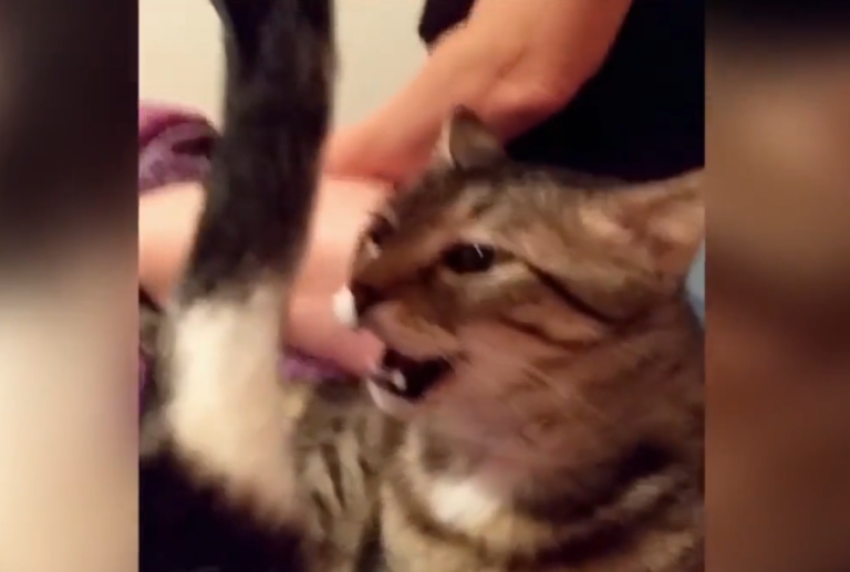 Un chat a la mauvaise idée de sentir le pet d’un autre chat