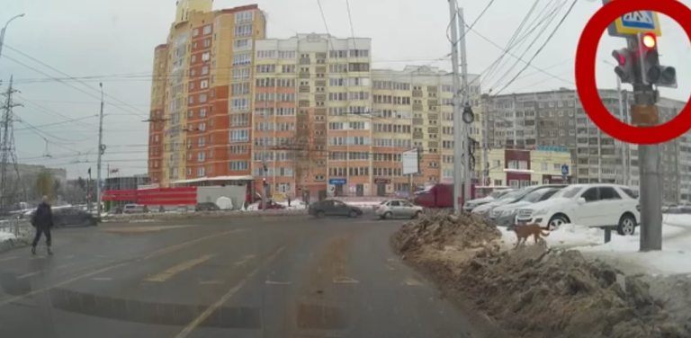 Un chien bien plus prudent qu&rsquo;une piétonne