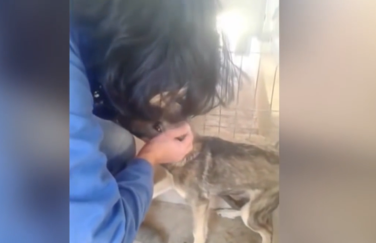 Un chien maltraité et traumatisé finit par s’adoucir avec des caresses !