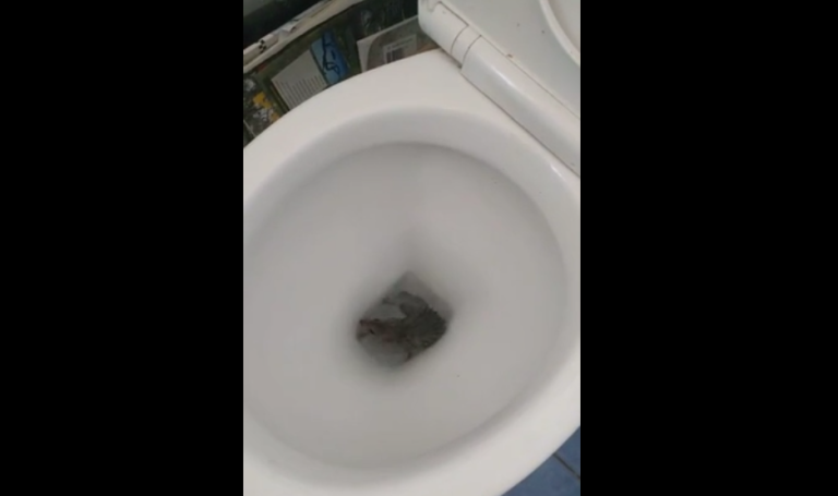 Un rat sort des toilettes en tirant la chasse d&rsquo;eau