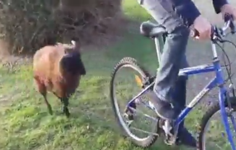 Bélier VS un homme à vélo !