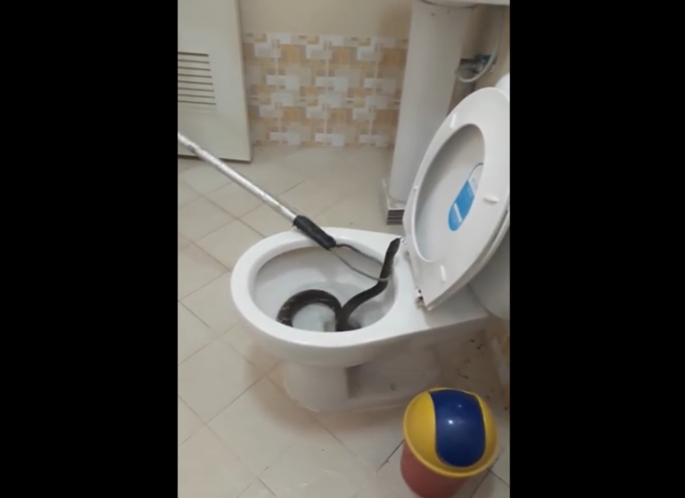 Capture d&rsquo;un serpent géant dans les toilettes !