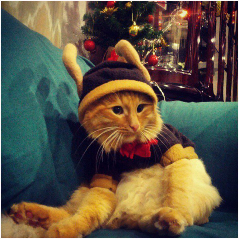 30 images de chats et de chiens déguisés en mode Noël !