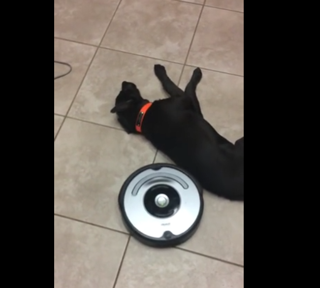 Chien Vs Roomba