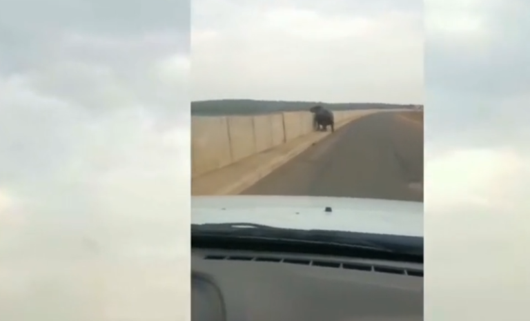 En Afrique du Sud : Un hippopotame charge une voiture…