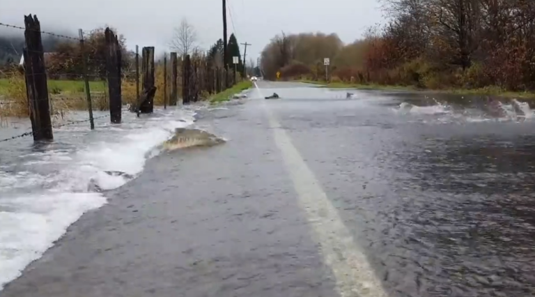 Etats-Unis : des saumons traversent une route inondée