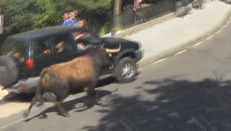 Quand un Taureau attaque un 4X4