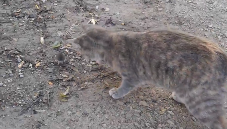 Quand un chat se fait voler sa souris par une poule…