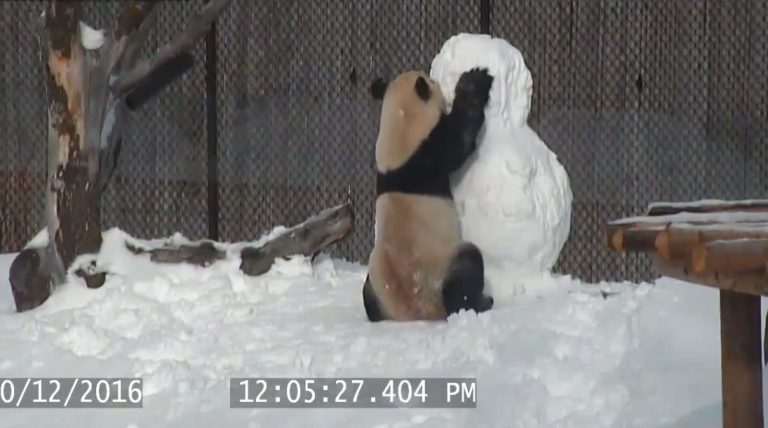 Quand un panda rencontre un bonhomme de neige !