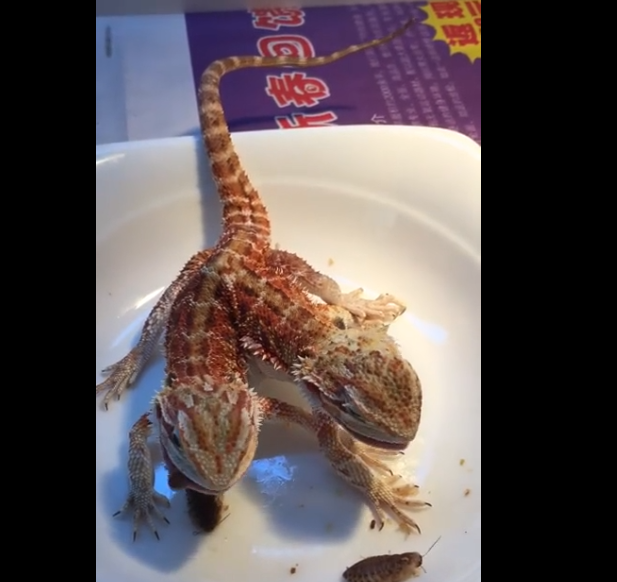 Un Lézard à deux têtes