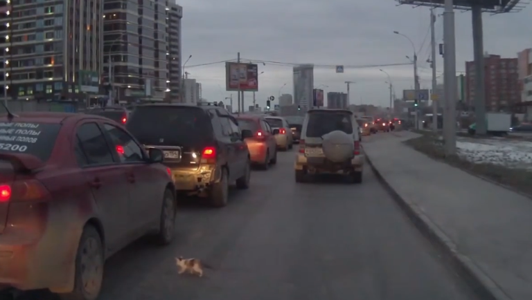 Un chaton frôle la mort