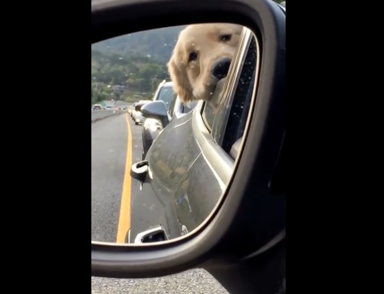 Un chien s&rsquo;ennuie dans les bouchons