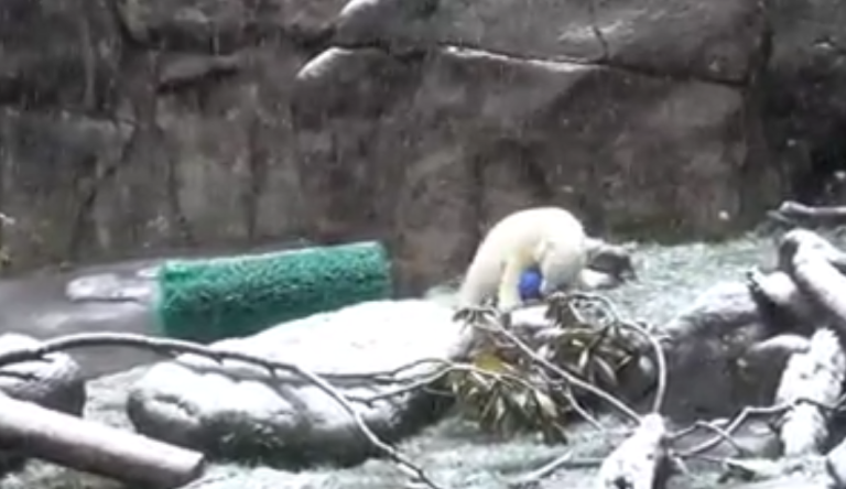 Un ours polaire découvre la neige pour la première fois