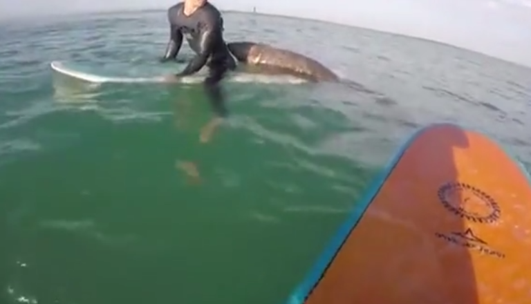 Un phoque vient squatter sur la planche d’un surfeur