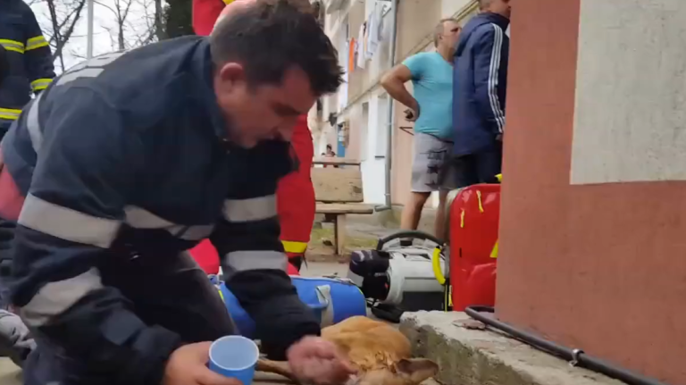 Un pompier sauve un chien en lui faisant du bouche-à-bouche