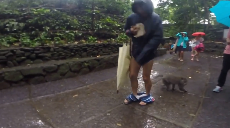 Un singe baisse le pantalon d’un homme pour récupérer un bout de banane