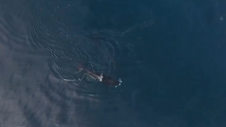 Une orque attrape et dévore un requin