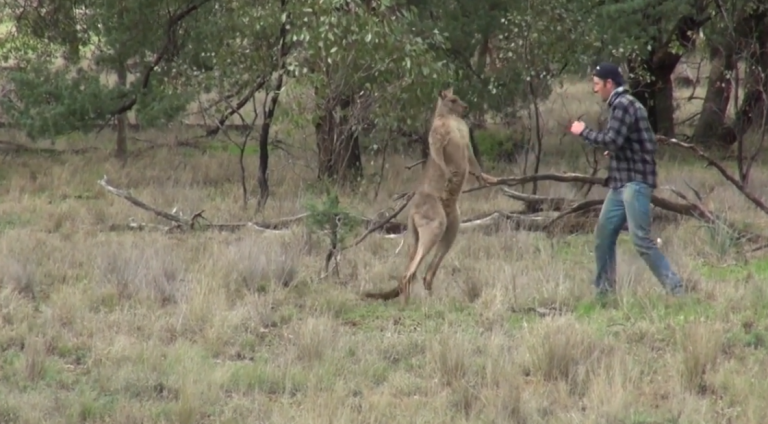 Un homme met un coup de poing à un kangourou