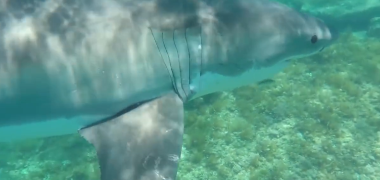 Un plongeur est bousculé par un grand requin blanc