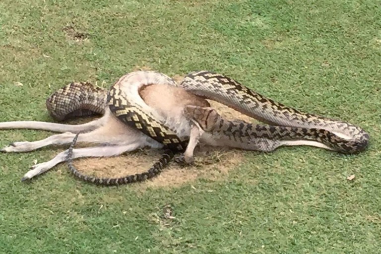 Australie : un python avale un wallaby sur un parcours de golf…