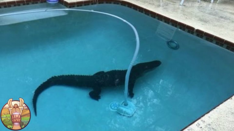 5 CHOSES INCROYABLES RETROUVÉES DANS DES JARDINS