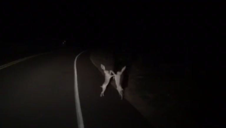 Grosse baston de lièvres…