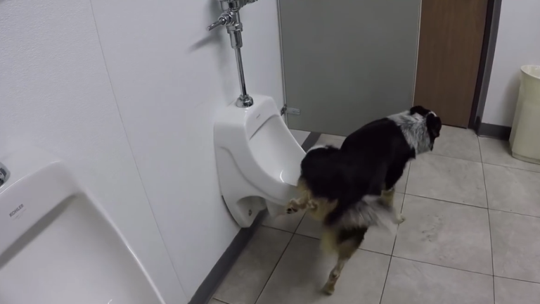 Ce chien pisse dans un urinoir et tire la chasse d’eau