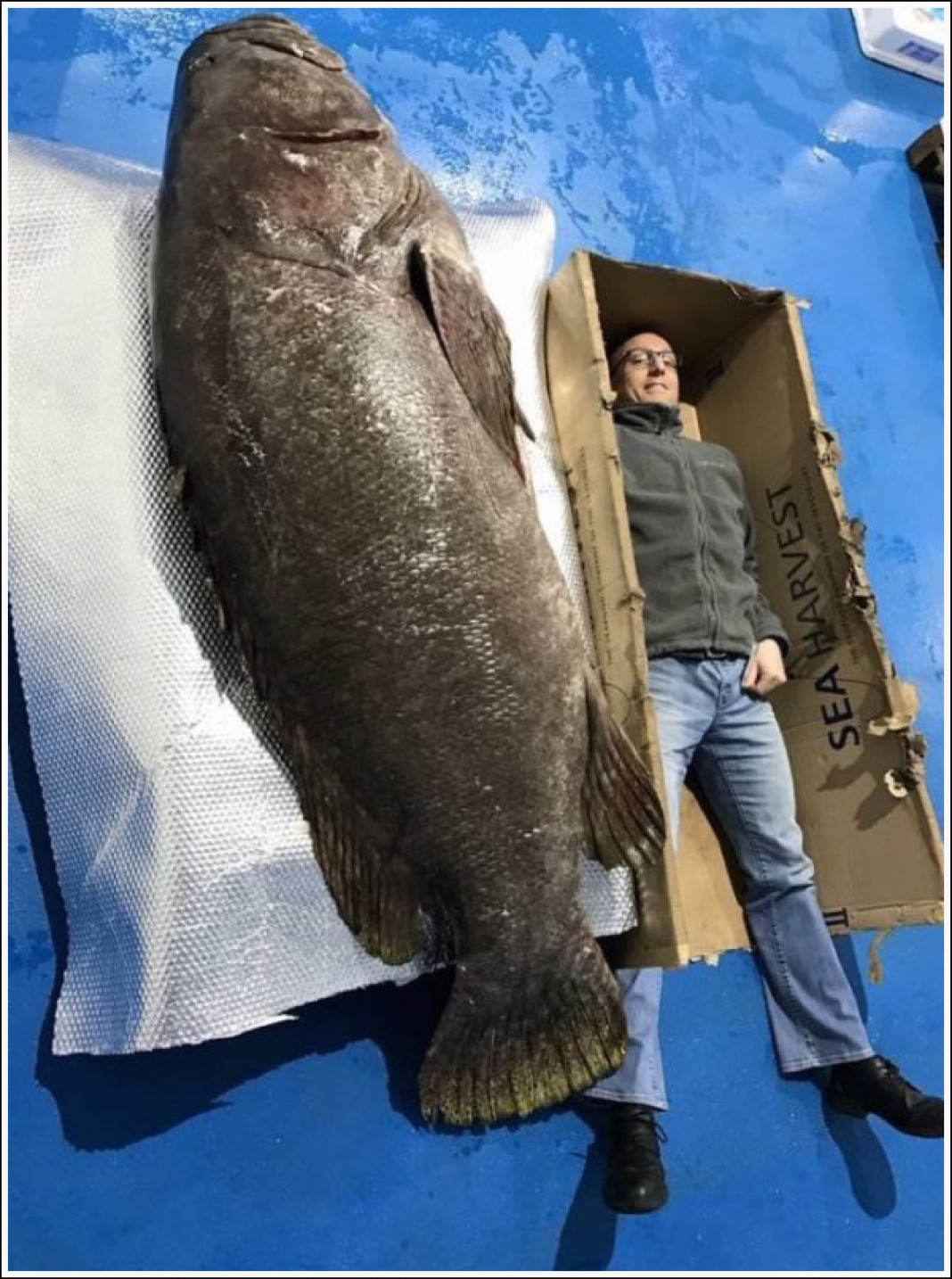 Большая большая рыба большая рыба огромная. Рыба большая. Гигантские рыбы. Самая большая рыба. Самая гигантская рыба.