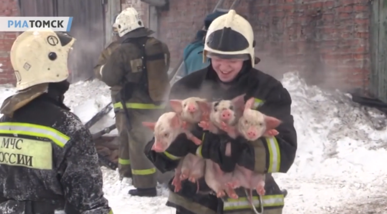 Des pompiers sauvent 150 porcelets pris au piège dans un incendie