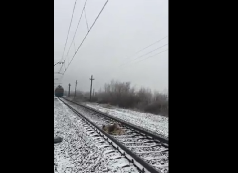 Deux chiens passent sous un train