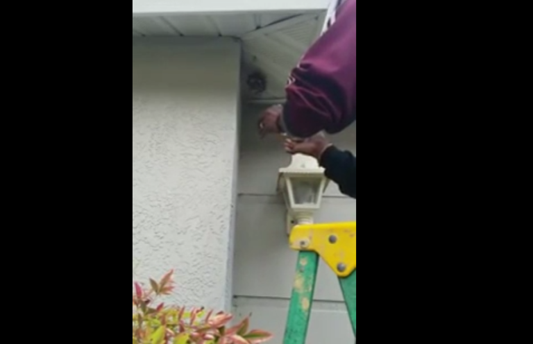 Détruire un nid de guêpes à mains nues