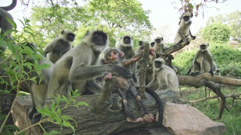 La réaction étonnante de singes face à un bébé singe robot