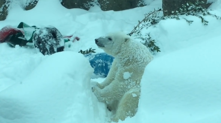 Les animaux du zoo de Portland découvrent la neige