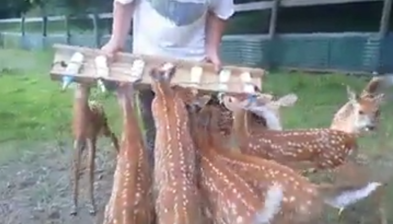 L’heure du biberon pour un troupeau de faons