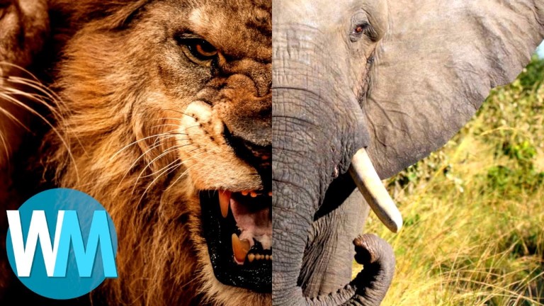 Top 10 des ANIMAUX plus DANGEREUX qu&rsquo;ils n&rsquo;en ont l&rsquo;air !